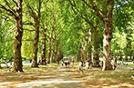 People walking through a tree-lined pathway in Green Park, London