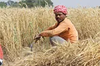 A Punjabi farmer in a field of wheat