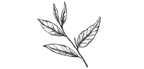 A drawing of tea leaves on a stalk.
