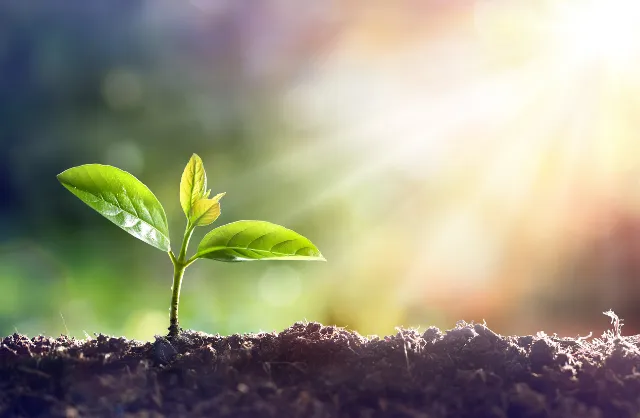 plant shoot in the sun
