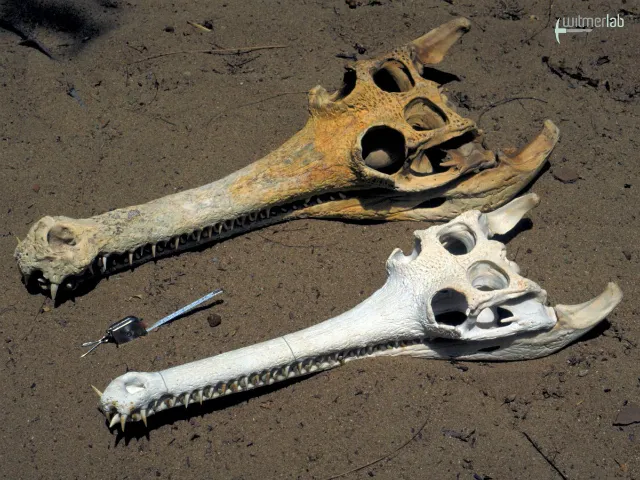 Skulls of a male (top) and female (bottom) gharial (Gavialis gangeticus)