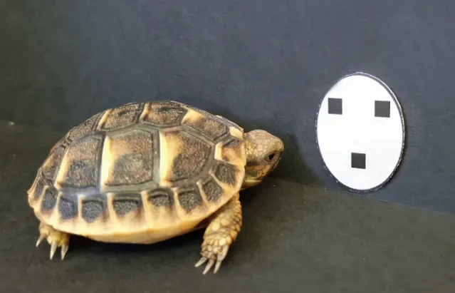 Tortoise hatchling looking at face like shape