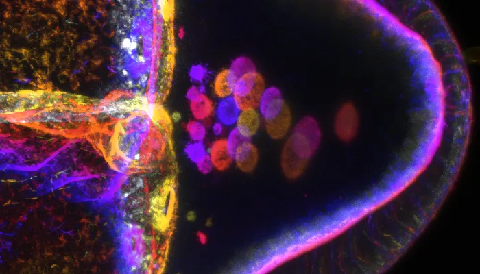 Centre for Molecular Cell Biology