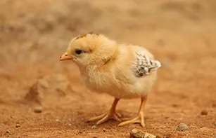 Chick