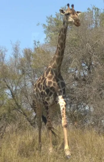 Giraffe in Kruger National Park, South Africa
