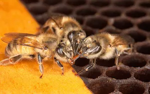 Bees