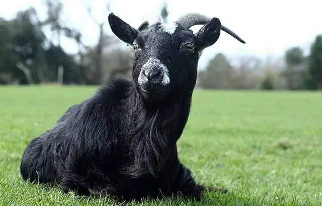 A goat at Buttercups Sanctuary for Goats in Kent, UK. Credit: Christian Nawroth