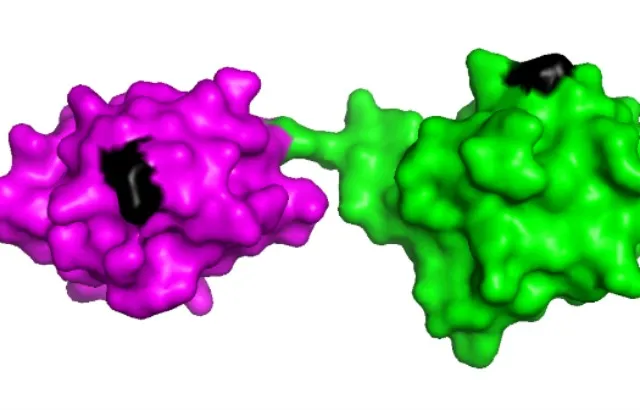 Schematic model of two linearly linked ubiquitin molecules