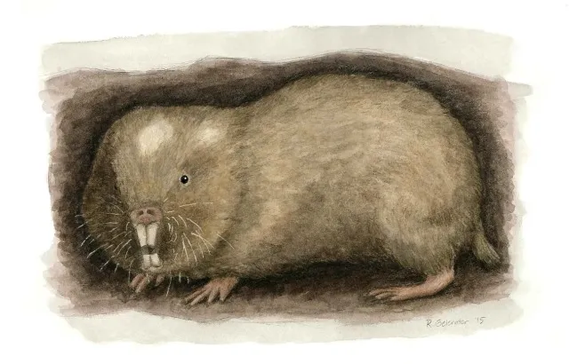 Naked mole rat