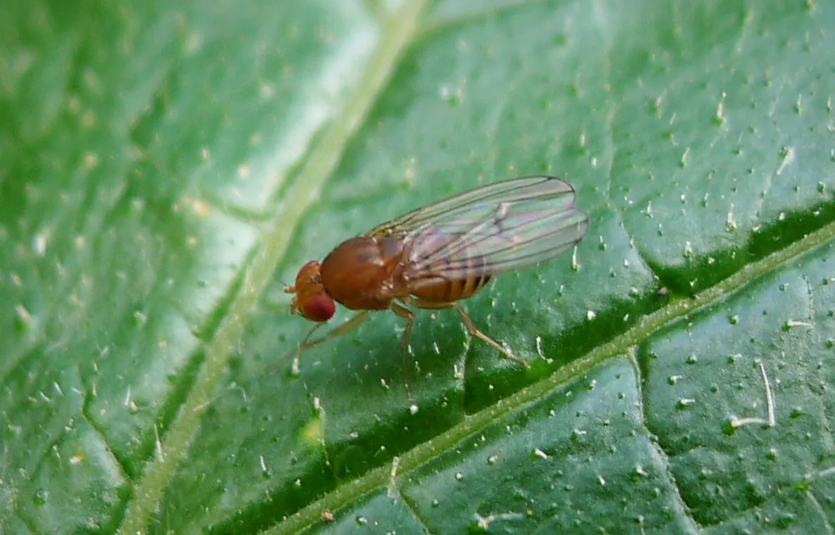 fruit fly