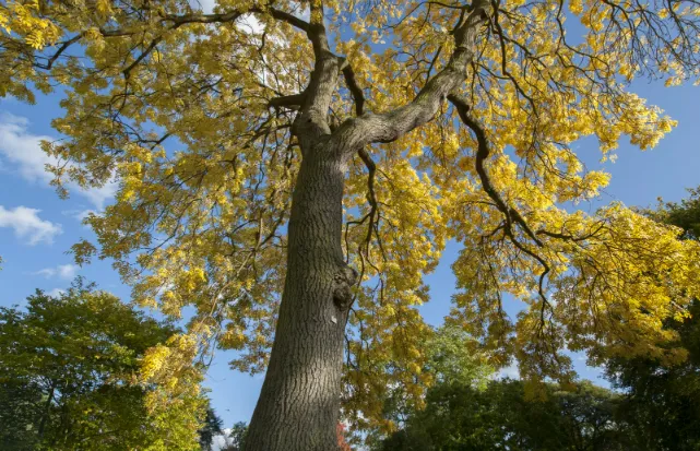 Ash Tree