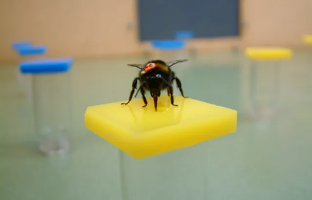 Bee on yellow artificial flower