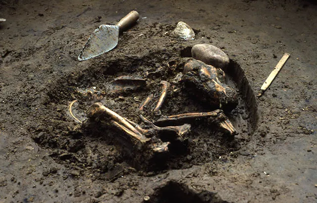 Dog Fossil Remains