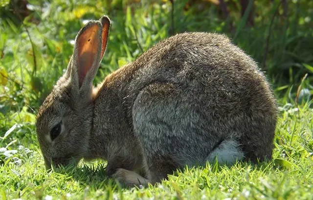 Rabbits Research