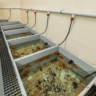 Tanks of starfish