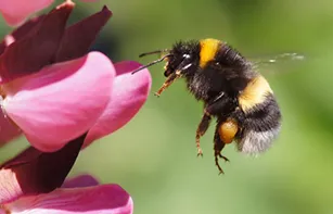 bumblebee by pink flower