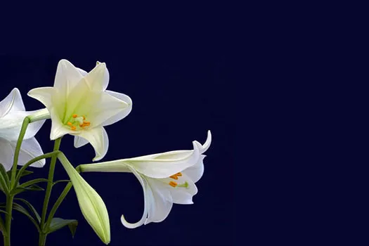 In Memoriam Giving