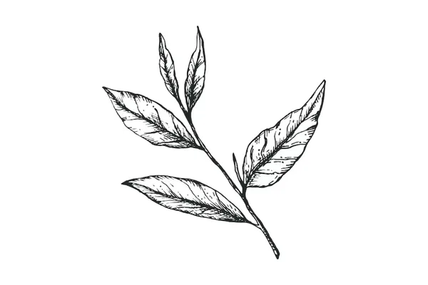 FIVE LEAF: Institute for Law and Aesthetics