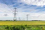Pylons in a field of yellow flowers