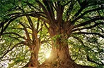 Two leafy green trees next to each other, with sunlight coming through the branches