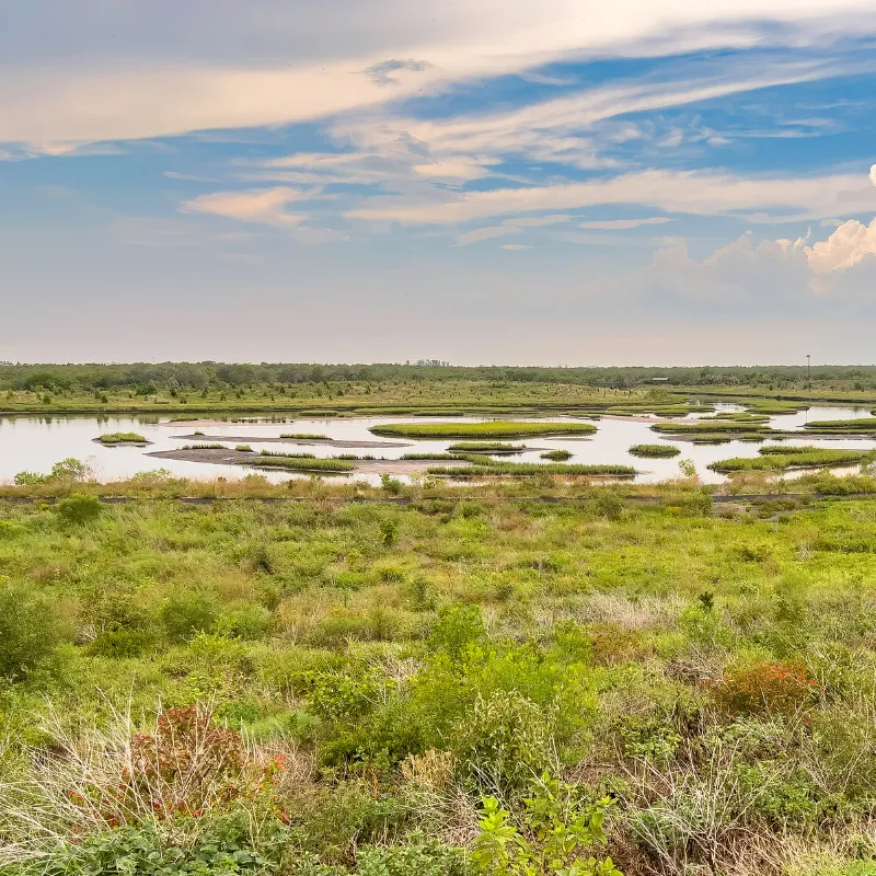 Wetlands