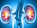 Human kidney medical diagram
