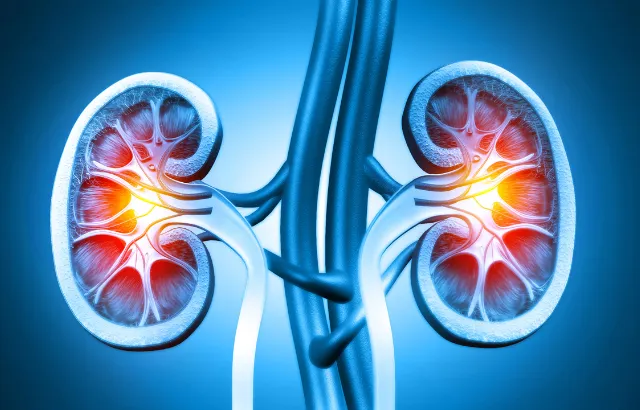 Human kidney medical diagram
