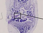 Arthritic mice were treated with either BMS or control saline