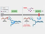 NOS2 and S-nitrosothiol signaling induces DNA hypomethylation and LINE-1 retrotransposon expression