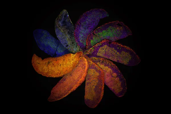 Centre for Biochemical Pharmacology