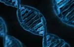 DNA double helices