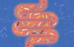 Digital graphic of microbes in the intestines