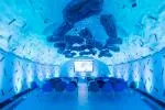 News article: Centre of the Cell reaches milestone of 200,000 participants