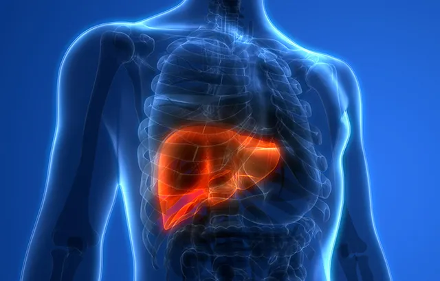 Liver