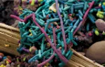 Gut Microbiome