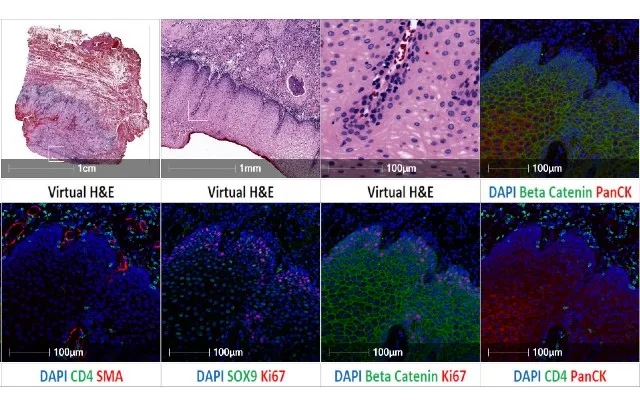 Cell DIVE image