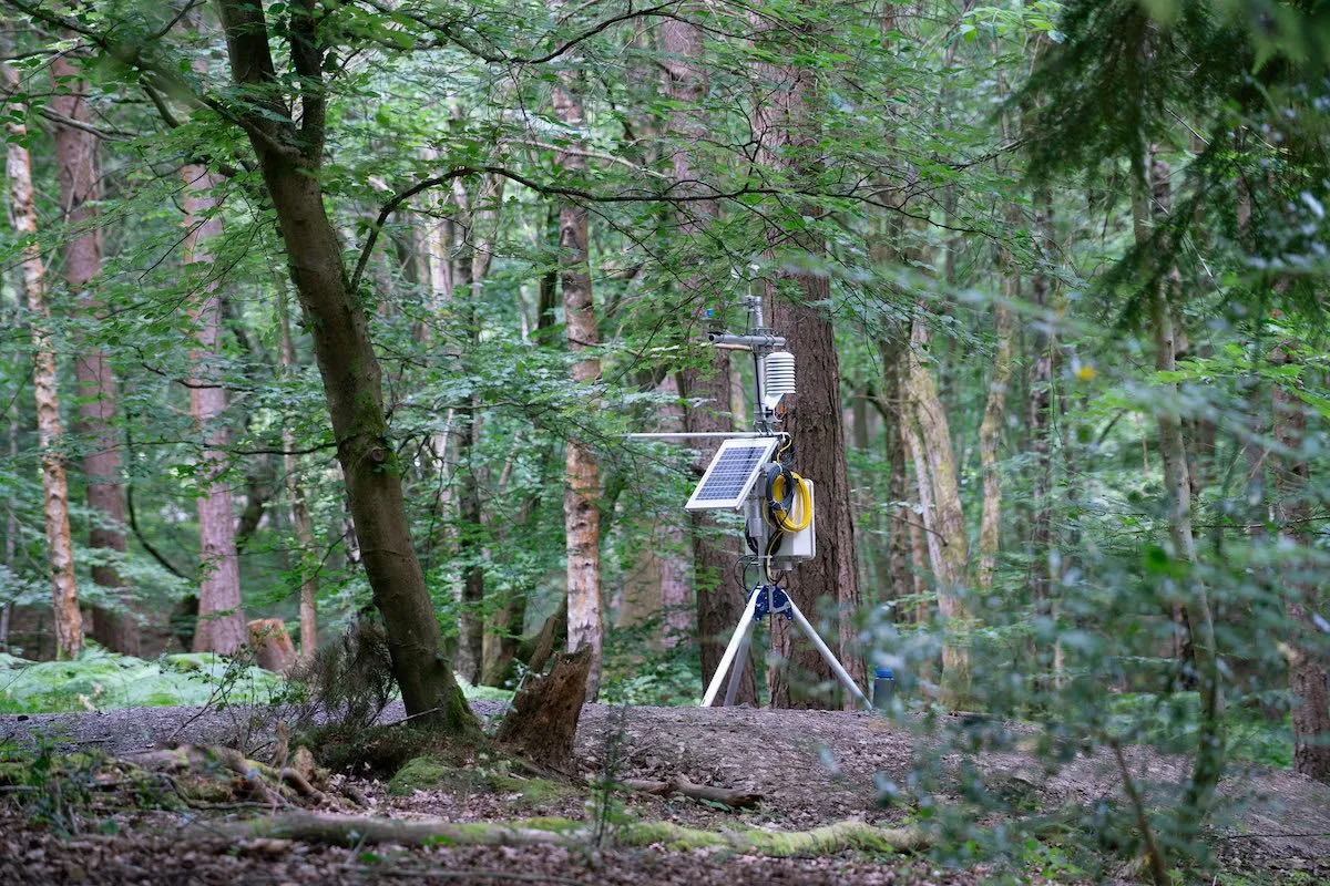 Sound installation in forest