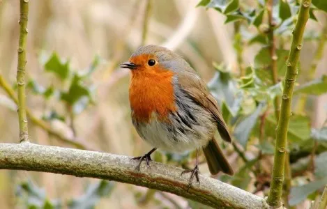 C4DM research teaches machines to decipher birdsong