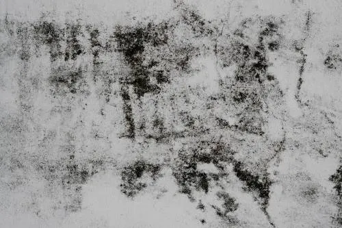 Mold on a wall