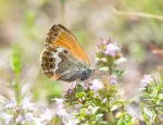 Butterfly on a flower thumbnail