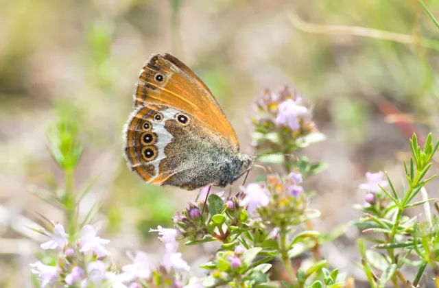 Butterfly on a flower