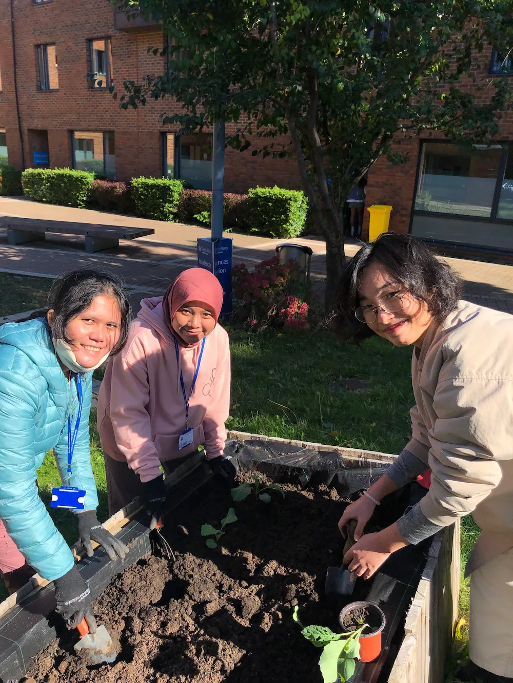 Students planting seedlings into raised beds