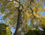 Fraxinus excelsior, common ash at Kew Gardens. Credit Royal Botanic Gardens, Kew. 