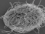 A bundle of giant sperm of the present-day ostracod crustacean Cyclocypris serena. Photo credit: R. Matzke-Karasz.