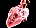 The human heart