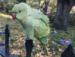 A parakeet sitting on a fence