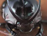 Proagaderus watenabei Credit Rob Knell