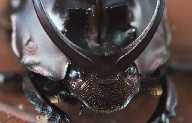 Proagaderus watenabei Credit: Rob Knell