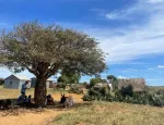 People and cattle in southern Madagascar seek shelter under a tree from extreme heat