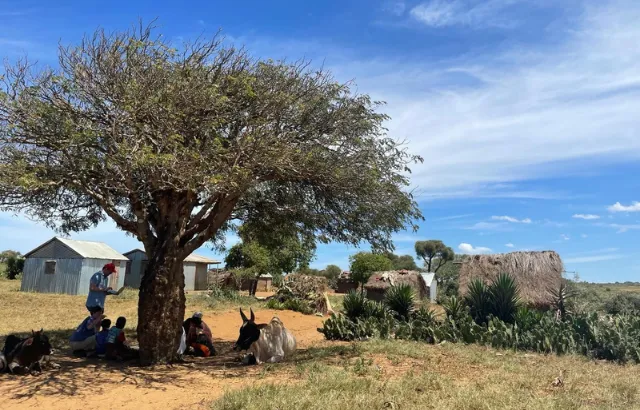 People and cattle in southern Madagascar seek shelter under a tree from extreme heat
